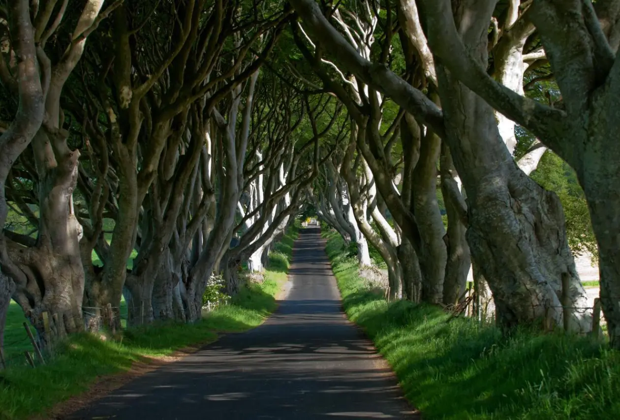 The Dark Hedges TI72 I9 X